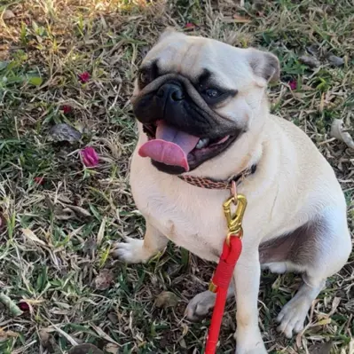 Pugla