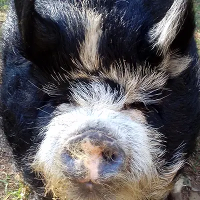 Bacon
