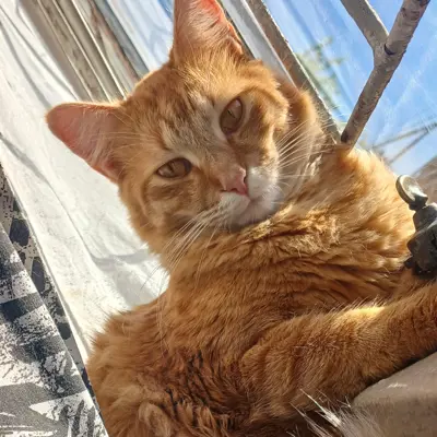 Garfield