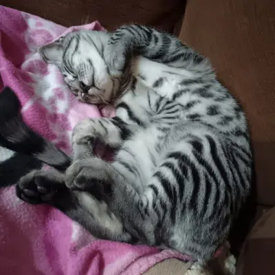 Beans 