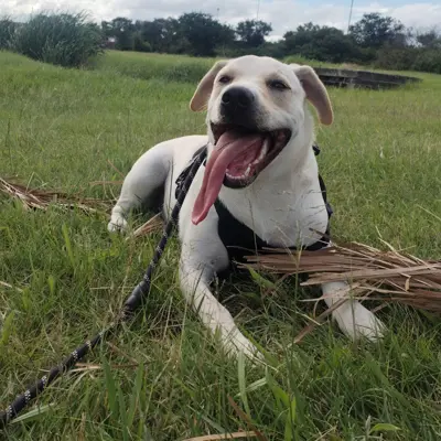 Odin 