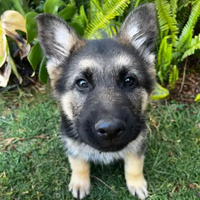 Enzo