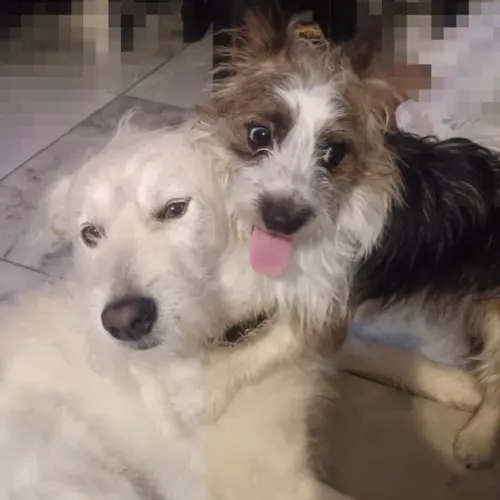 Chase And Milo 