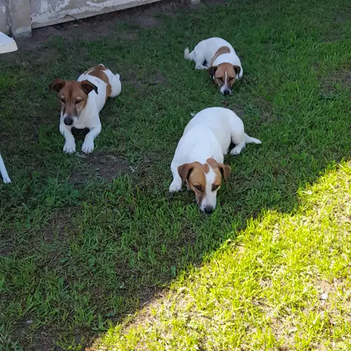 Bobby, Bella And Jackie