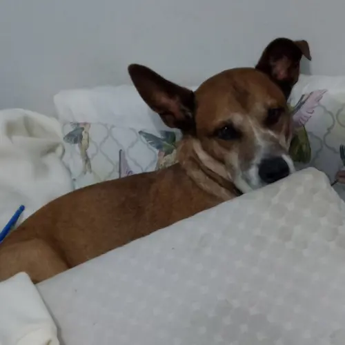 Duke 