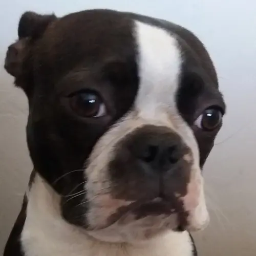 Zoë