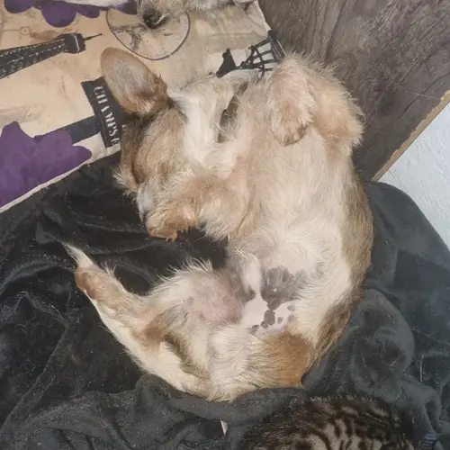 Pikkie