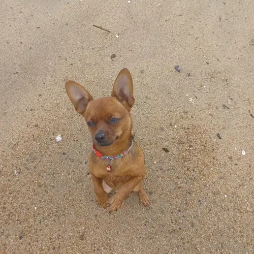 Bella
