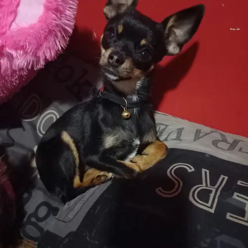 Tikki