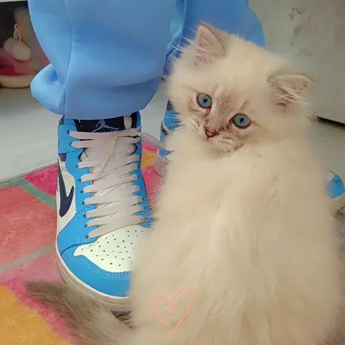 Prince