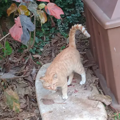 Gingi