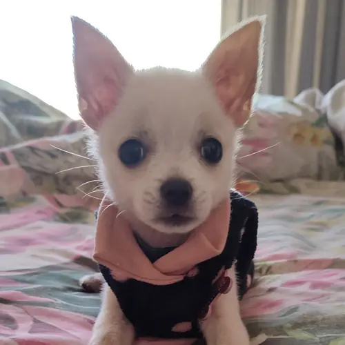 Pixie 