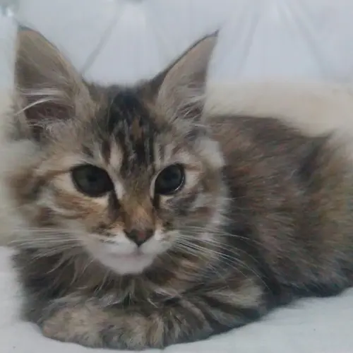 Sphinx 