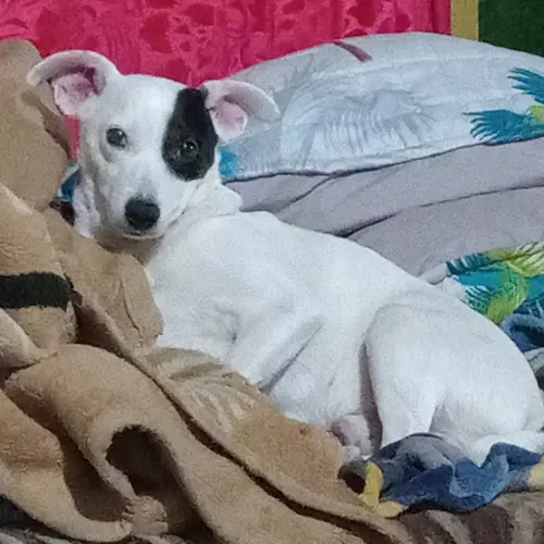 Flekkie