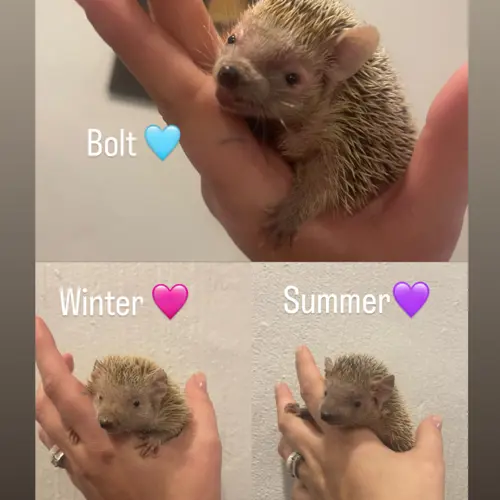 Bolt,Winter,Summer