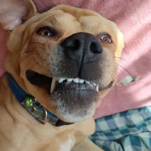 Bruno