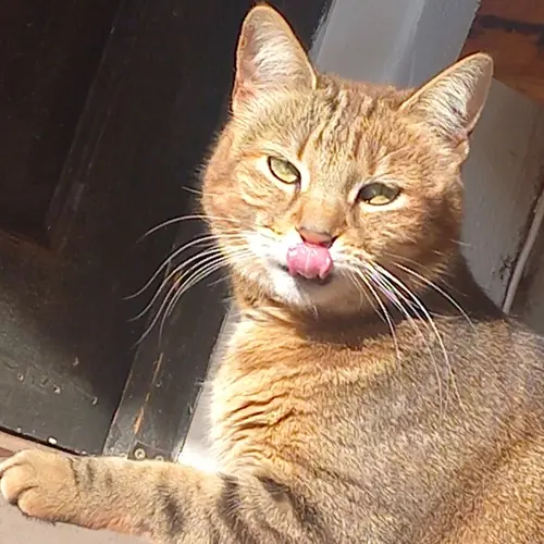 Monstertjie 