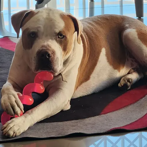 Zeus