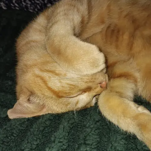 Ginger