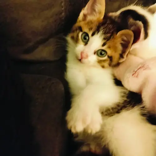 Lilly 