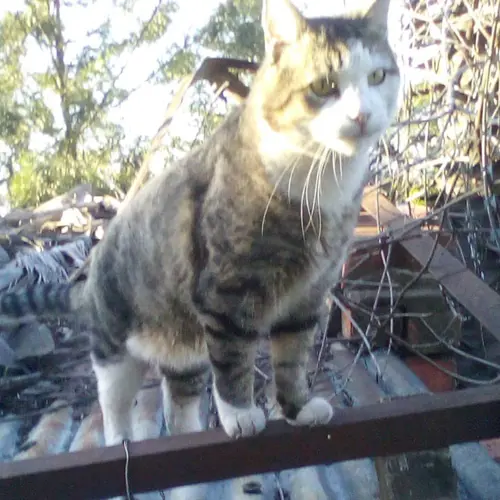 Big Cat