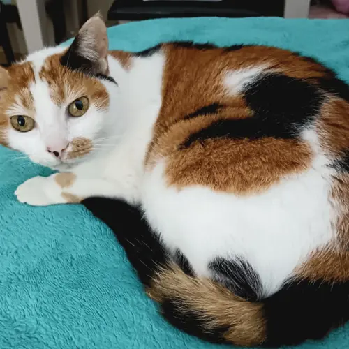 Leyla 