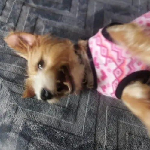 Dingo