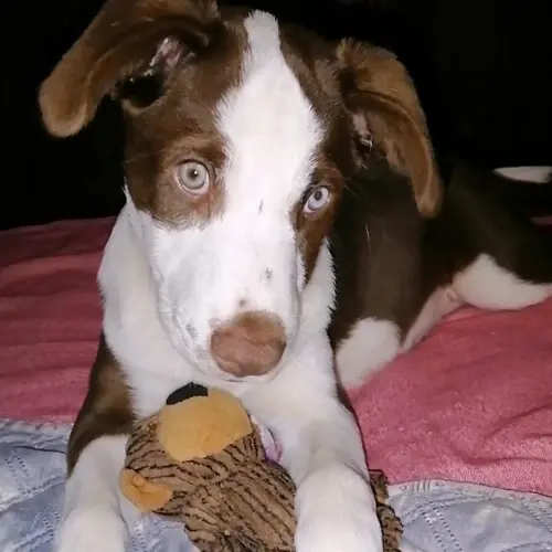 Nala