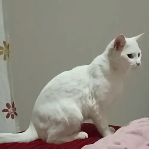 Baba