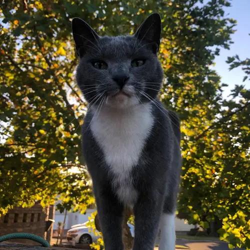 Bella