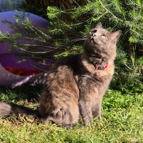 Madam Fluff
