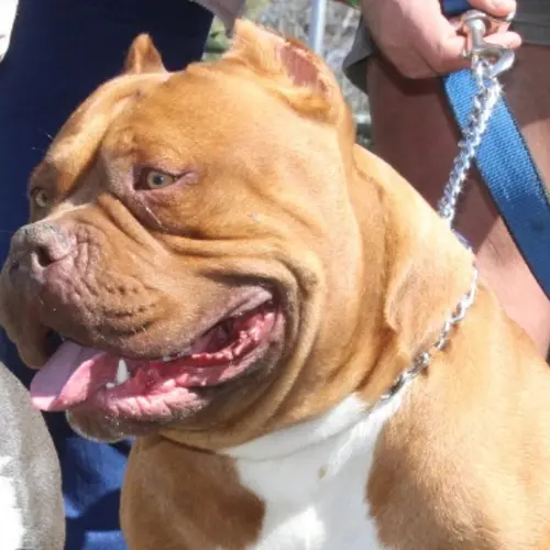 Tyson 