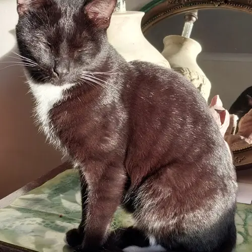 Domino 