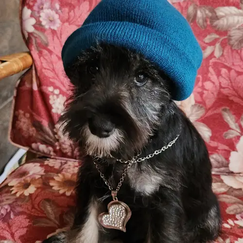 Bentley