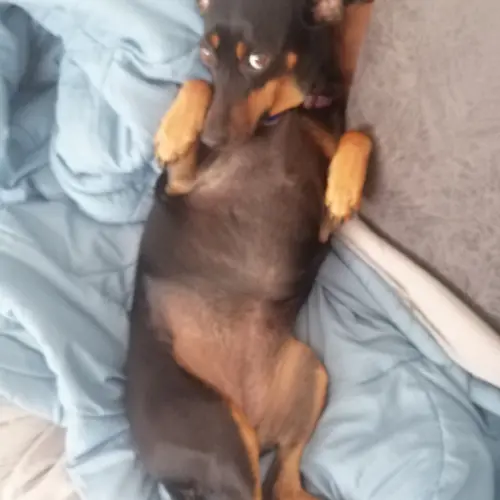 Bella