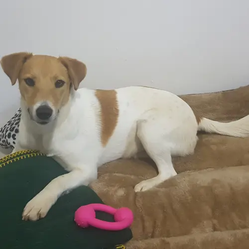 Mika