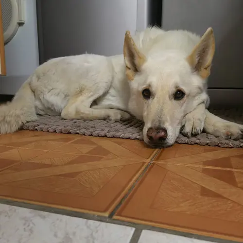 Caesar