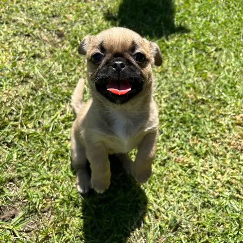 Daisy