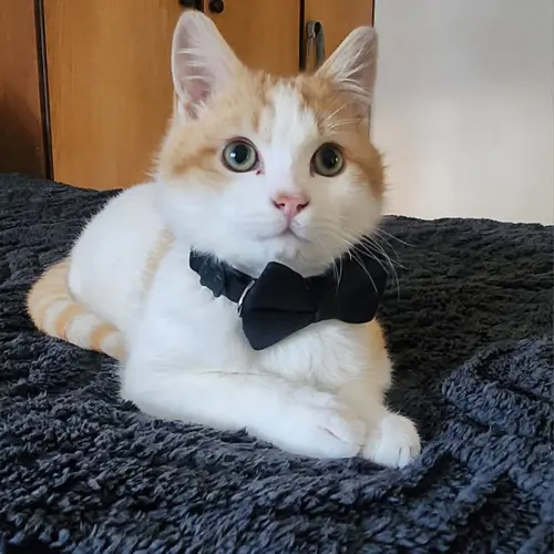 Leo