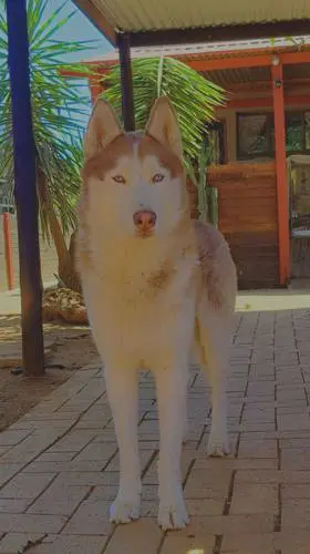 Cody