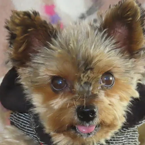 Toby