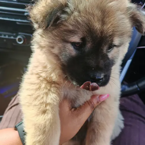Teddy