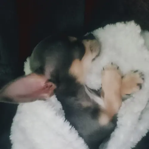 Levi