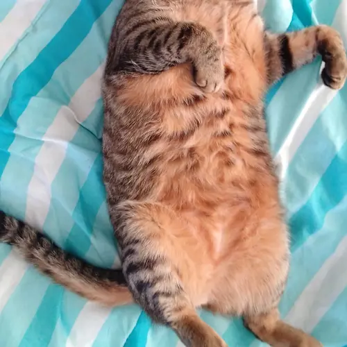 Pippin