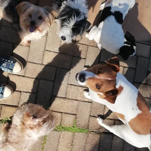 Tessa, Ted, Jack, Kolle En Peanut 