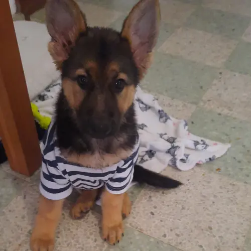 Kaiser