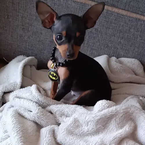 Batman 🦇