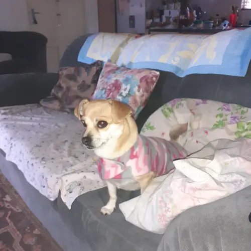 Rosa