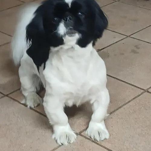 Mixie