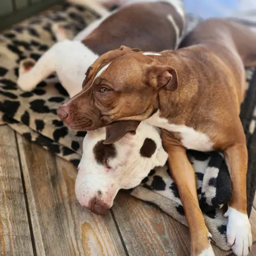 Bonnie & Clyde